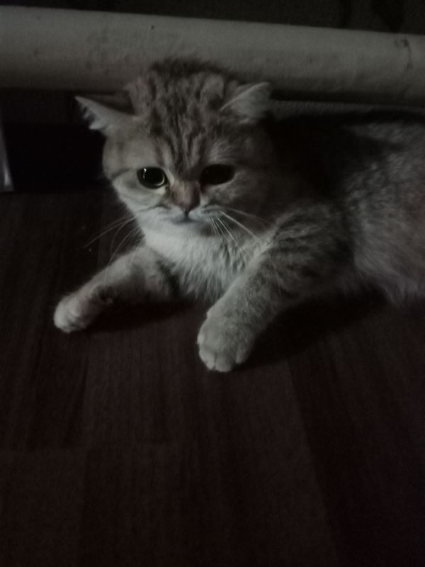 mushukcha mushukcha