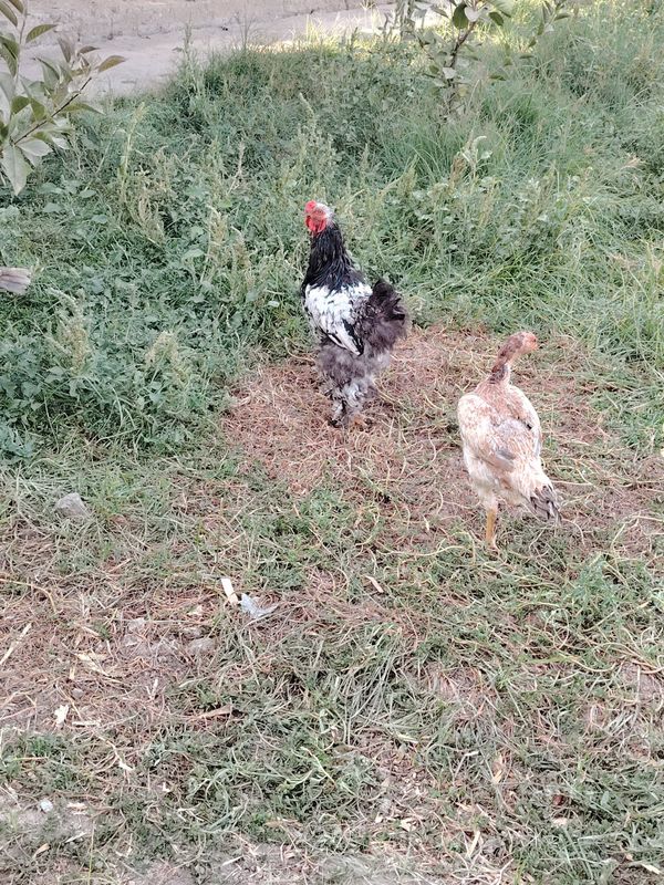 Brama xoroz sotiladi Brama xoroz sotiladi