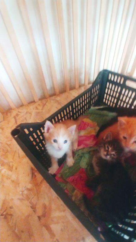 Передержка для кошек и собак маленьких пород
