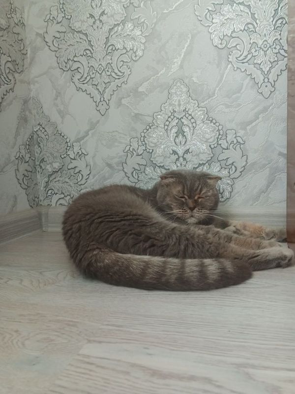 Кошка отдам в хорошие руки Кошка отдам в хорошие руки