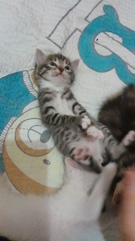 Котёнок мальчик домашний Котёнок мальчик домашний