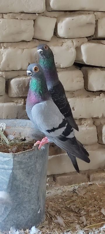 Tayyor jup sotiladi Tayyor jup sotiladi