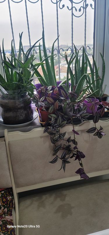 Aloy kalanchoe zebra gul sotiladi Aloy kalanchoe zebra gul sotiladi