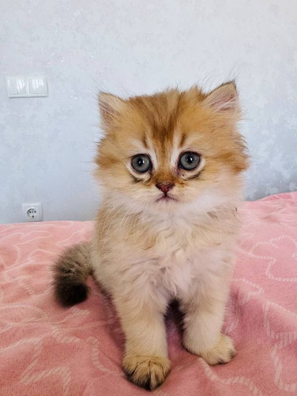 Британская кошка Британская кошка