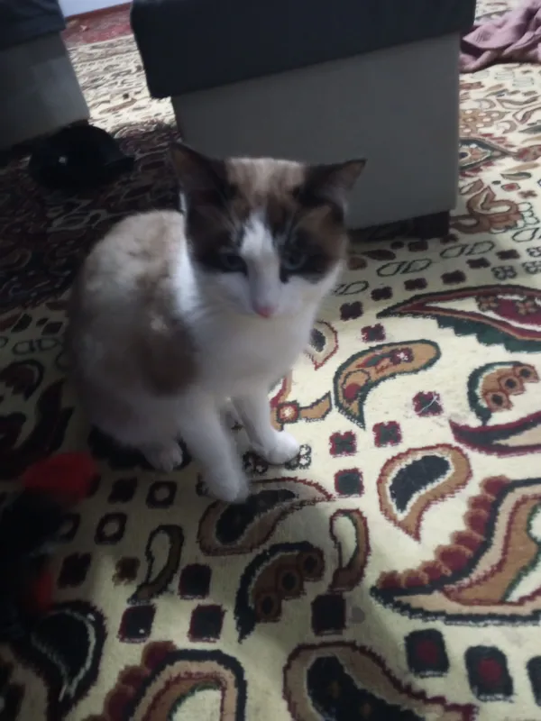 mushuk sotiladi oʻgʻil bola 2yosh 200 000 mushuk sotiladi oʻgʻil bola 2yosh 200 000