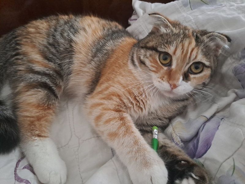 Кошка с котенком Кошка с котенком