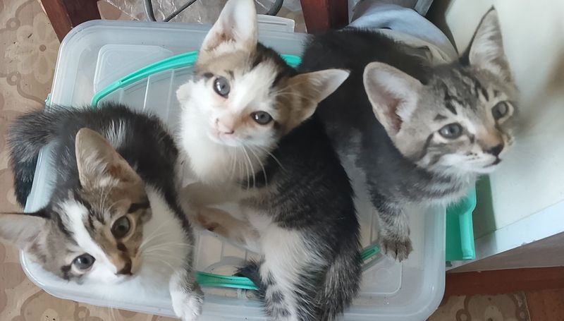 Котята в добрые руки Котята игривые, ласковые Котята в добрые руки Котята игривые, ласковые