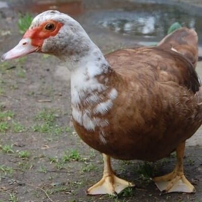 Продаю индоуток самок 4 штуки, возраст 1 год, несут яйца. Продаю индоуток самок 4 штуки, возраст 1 год, несут яйца.