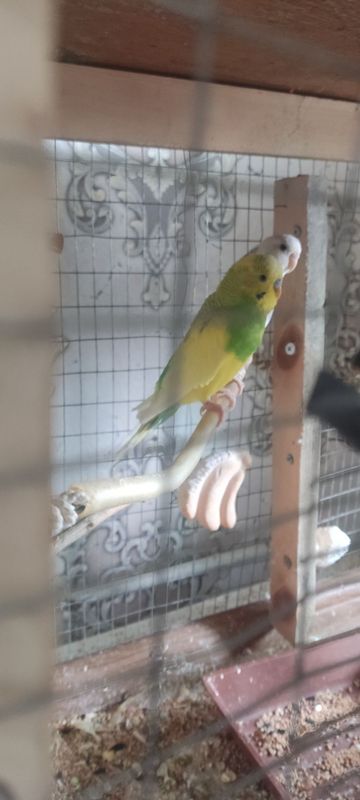 Papugaylar sotiladi Papugaylar sotiladi