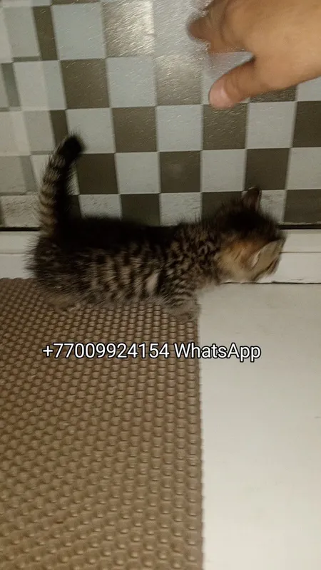 Продаётся Мини Британчик Вид-Манчкин Коротколапый!