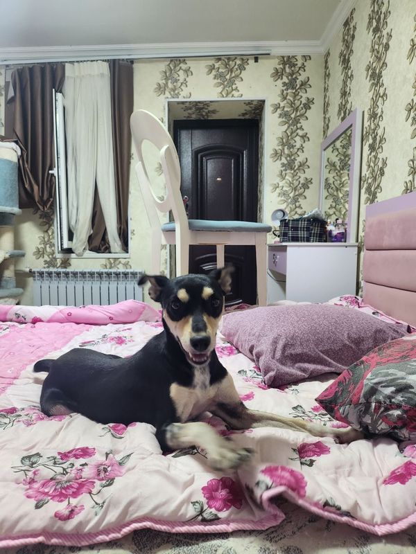 Пристраиваются собачки