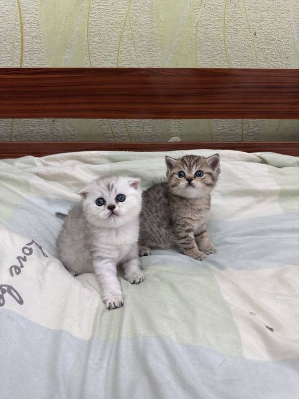 Продается котят залотая шеншилла и серебристая шеншилла Продается котят залотая шеншилла и серебристая шеншилла