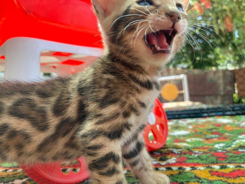 Bengal mushukchalar sotuvda