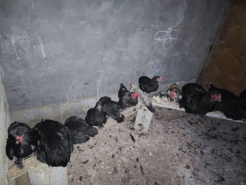 Brama qorashahzoda kareski yapon tovuqlar sotiladi soğlim kasali yuq Brama qorashahzoda kareski yapon tovuqlar sotiladi soğlim kasali yuq