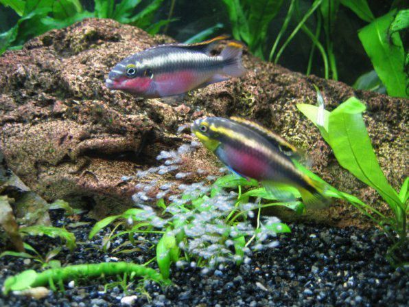 Akvarium balliq sotiladi Akvarium balliq sotiladi