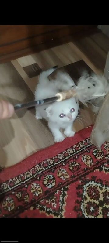 Skottish folt 2ta Skottish folt 2ta
