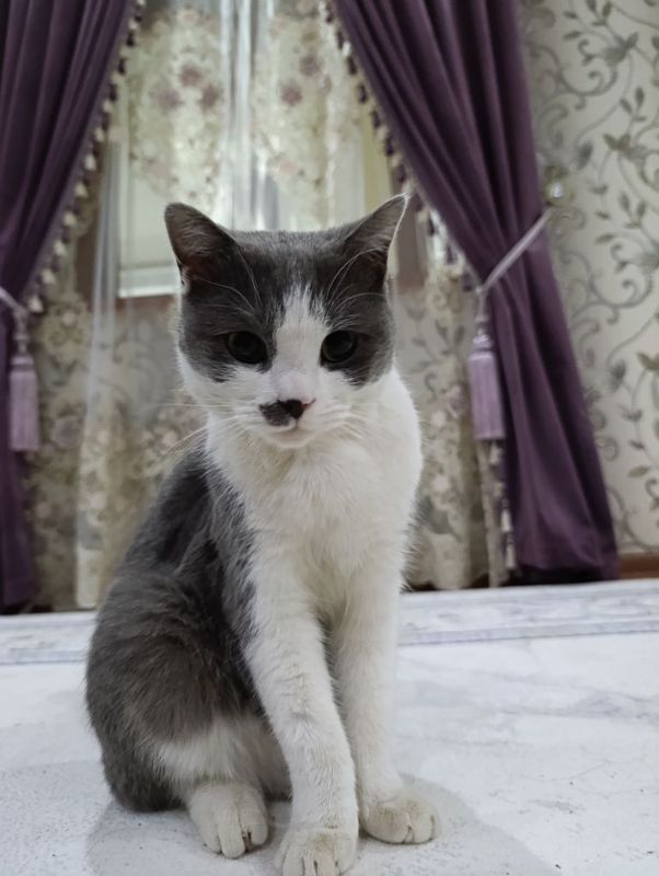 Кот пародистый скотишь страйт все не обходимые принадлежности для есть Кот пародистый скотишь страйт все не обходимые принадлежности для есть