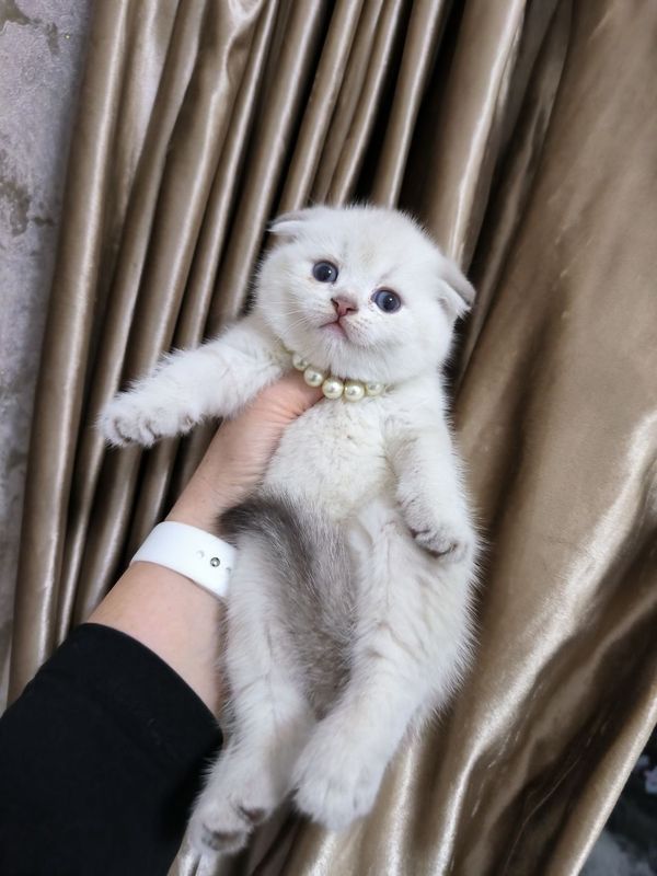 Продаются шикарные котята Продаются шикарные котята