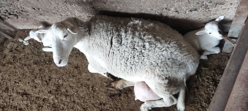 1 та ку́й ва 1 та она ку́й 3 та ку́зиси Билан сотилади умумий 5 та 1 та ку́й ва 1 та она ку́й 3 та ку́зиси Билан сотилади умумий 5 та