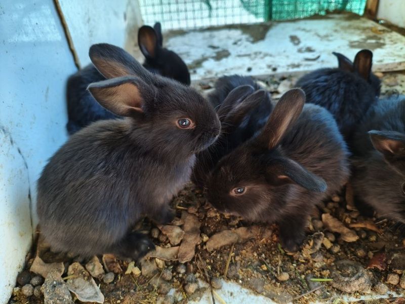 Quyon bolalari 9 ta bor srochna sotiladi arzonro bervoraman Quyon bolalari 9 ta bor srochna sotiladi arzonro bervoraman