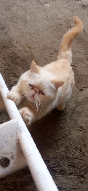 egzotik mushuk egzotik mushuk