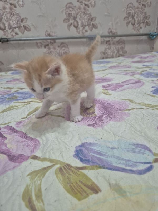 Котята неимоверно красивые Котята неимоверно красивые