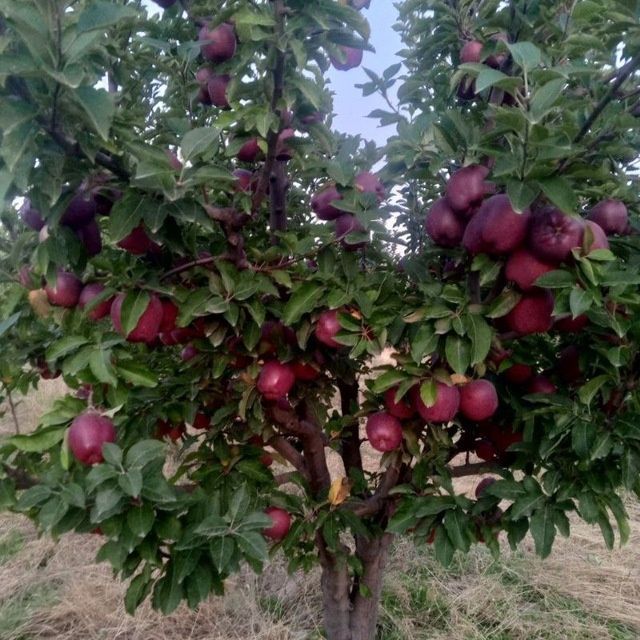 Baxmal olma. Kremson, Golden