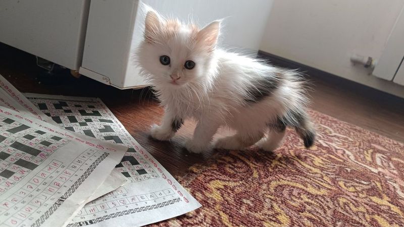 Котята в добрые руки Котята в добрые руки