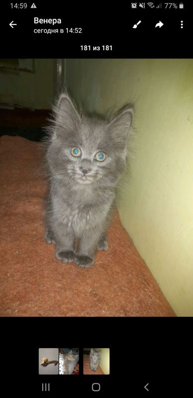котёнок мальчики4 месяца котёнок мальчики4 месяца