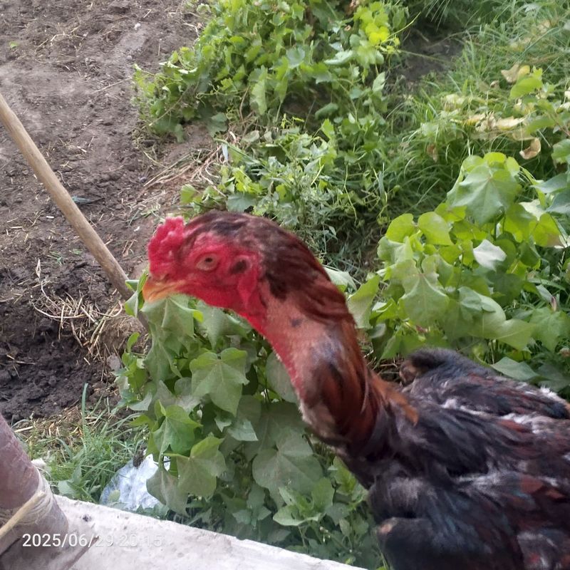 Kulangi xòroz sotiladi