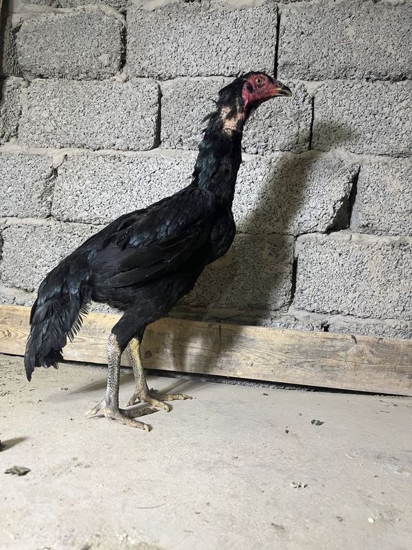 Dakan jo’ja tovuqlar Dakan jo’ja tovuqlar