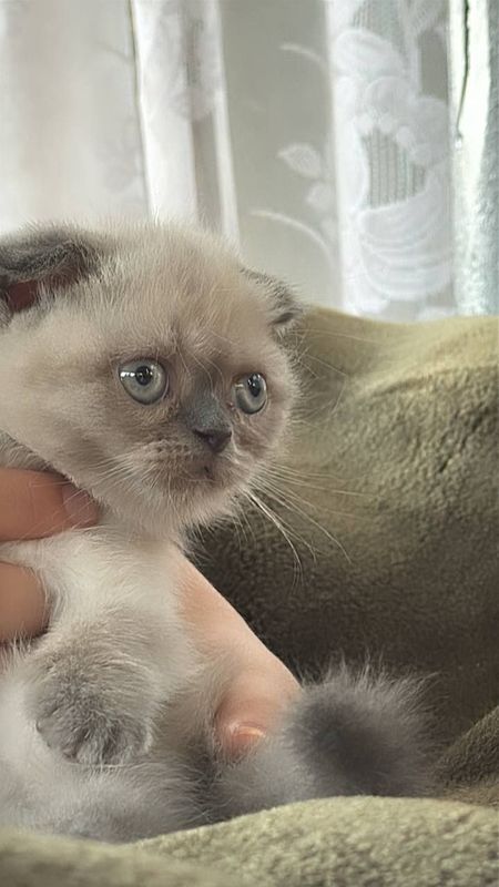 Мушукча скоттиш фолд