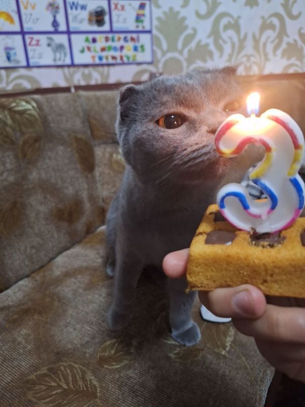 Скоттиш фолд мушук сотилади 1 ёш Скоттиш фолд мушук сотилади 1 ёш