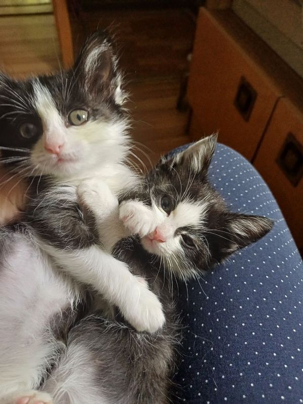 Отдам бесплатно котят Отдам бесплатно котят