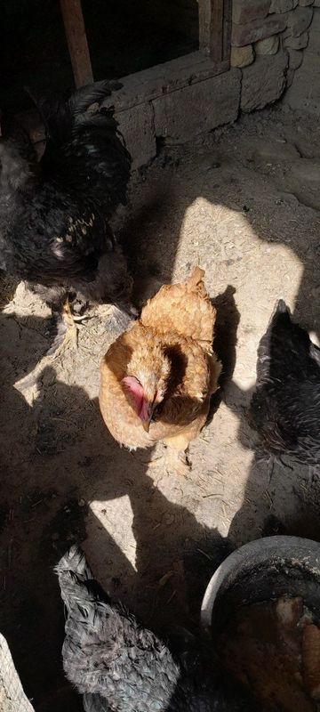 Brama xoʻroz va tovuqlar sotiladi Brama xoʻroz va tovuqlar sotiladi