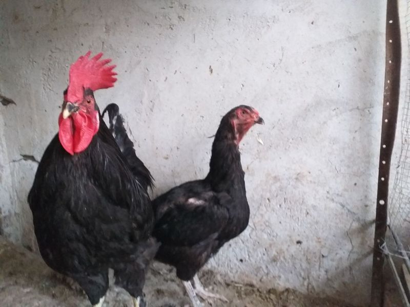 Tovuqlar sotiladi Qora tovuq