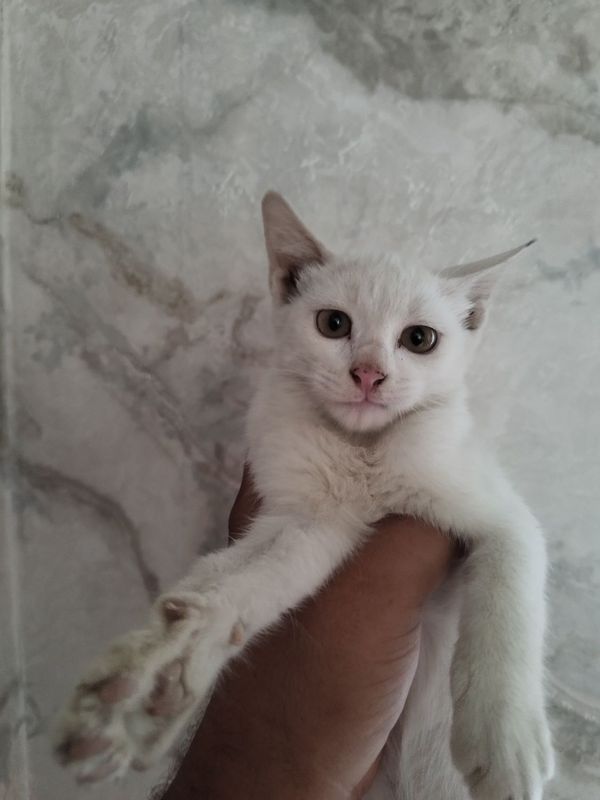 Mushuk Kao Mani sotiladi Mushuk Kao Mani sotiladi
