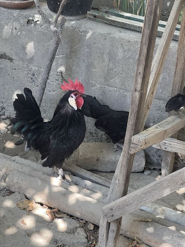 Японский петух и курица пара