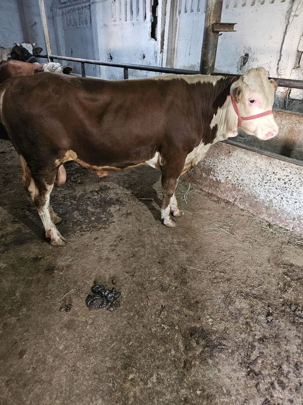 Mollar sotiladi parodali sifatli mollar