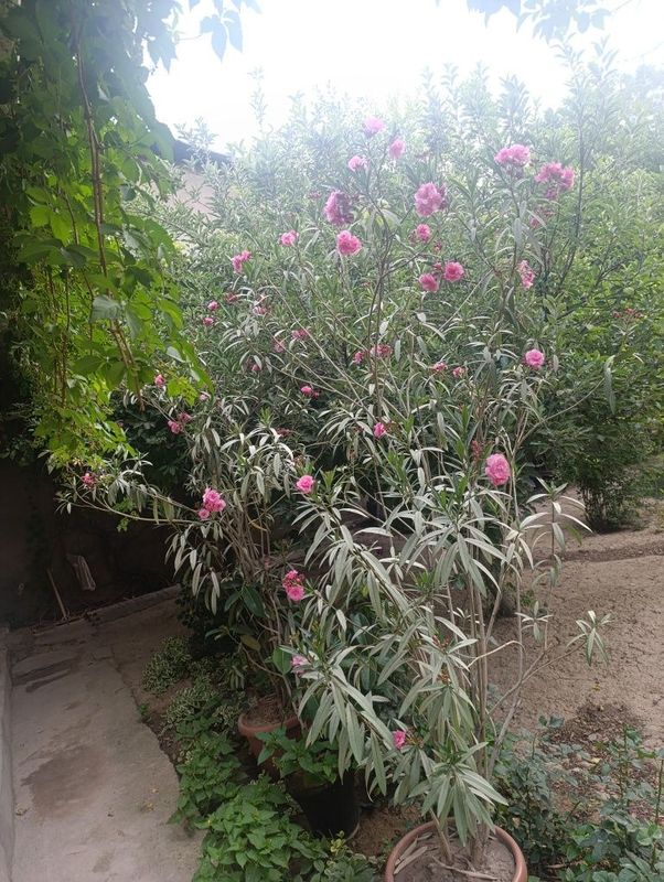 Gullar sotiladi Sambt