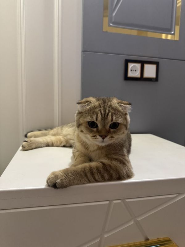 Scottish fold 7 oylik latokka orgatilgan tarbiyali sumka latok bor Scottish fold 7 oylik latokka orgatilgan tarbiyali sumka latok bor