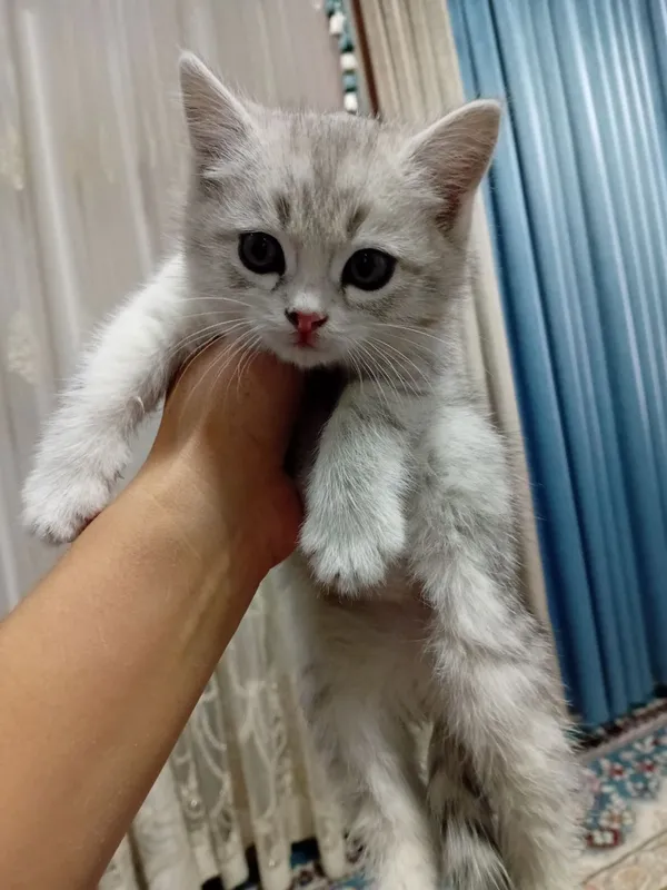 900ming mushukcha sotilafi