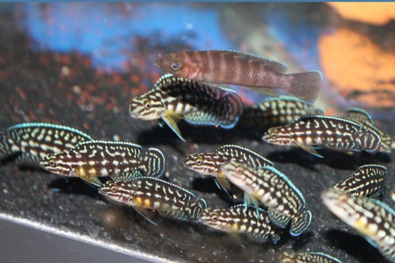 Julidochromis Marlieri Julidochromis Marlieri