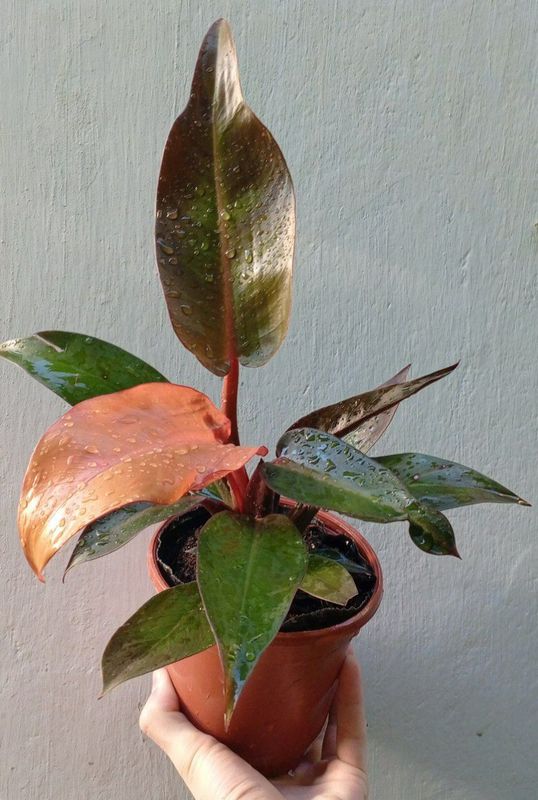 Филодендроны Philodendron ‘Prince of Orange’. Экзотическое растение Филодендроны Philodendron ‘Prince of Orange’. Экзотическое растение