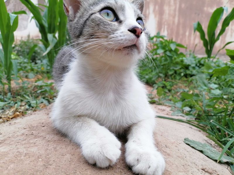 Продаётся котёнок