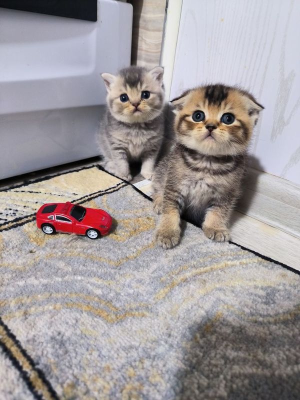 Скоттиш фолд - Скоттиш страйт Скоттиш фолд - Скоттиш страйт