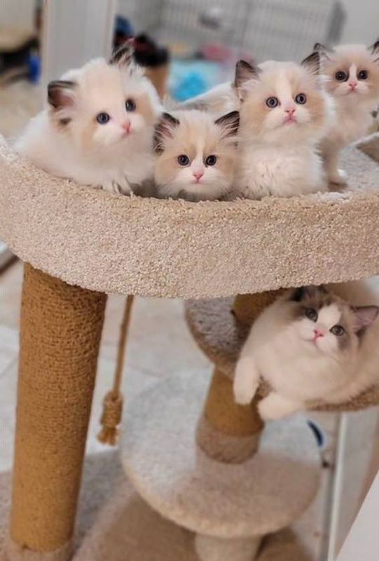 Регдоллы чистокровные!! Регдоллы чистокровные!!
