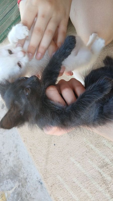 Раздаю котят. Два чёрных, одна белая