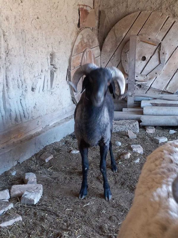 Qo'chqorlar sotiladi.