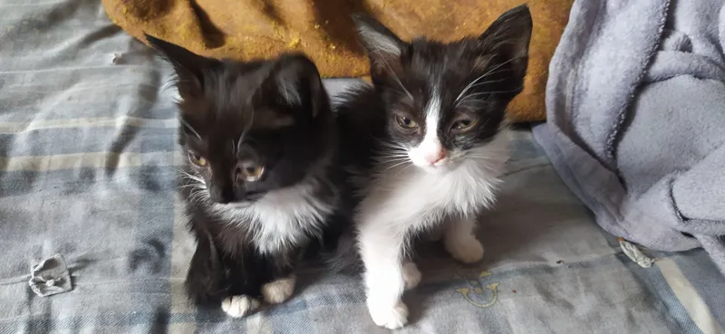 Отдам счастье в добрые руки